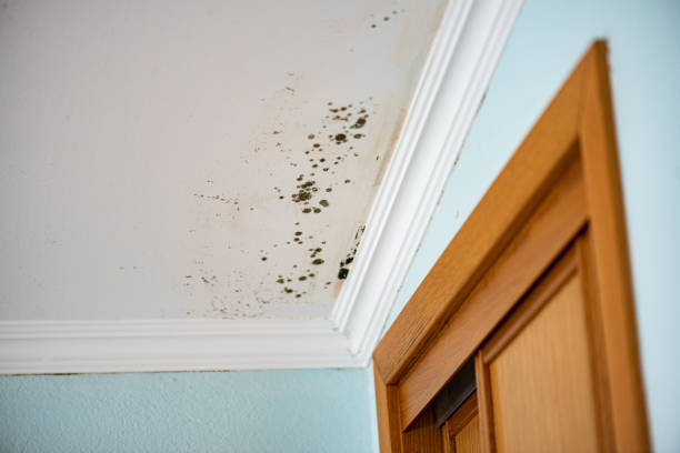Best Black Mold Removal  in Alsip, IL