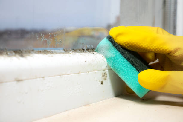 Best Residential Mold Removal  in Alsip, IL
